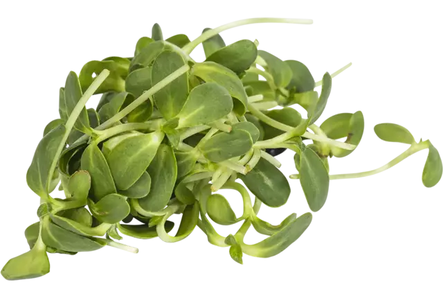 Zonnebloem cress 50gr kist 18 stuks